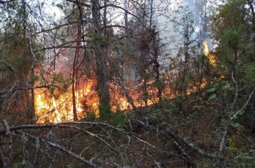 Prof. Dr. Bilgili: "Ekosistem yangın sonrası birkaç yıl içinde kendilerini doğal yollarla yeniler" 
