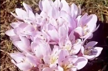 Pülümür Vadisi’nde çiğdemler yalancı bahara aldandı 