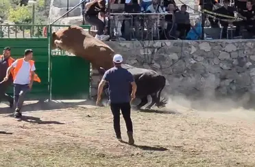 Rakibinden kaçan 600 kiloluk boğa olimpiyat sporcularına taş çıkardı
