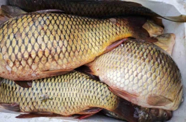 Ramazan ayında sazan balığına ilgi 