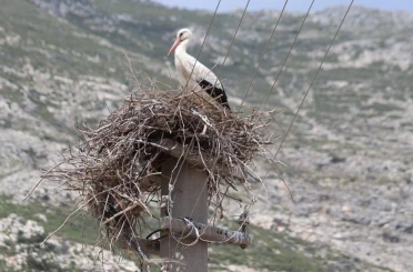 Riskli durumdaki leylek yuvası güvenli hale getirildi 