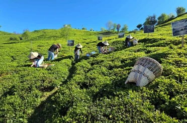 Rize’de çay sezonu karşılama programı düzenlendi 