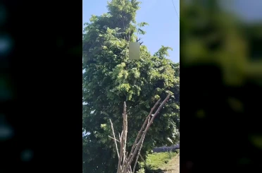 Rize’de ıhlamur toplarken elektrik akımına kapılan vatandaş hayatını kaybetti 