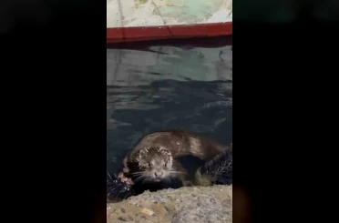 Rize’de su samuru balıkçı barınaklarını mesken tuttu 