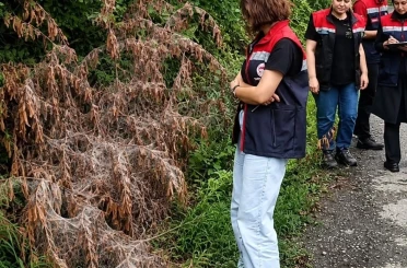 Rize’de tarım alanlarını istila eden Amerikan Beyaz Kelebeği için mücadele başladı 