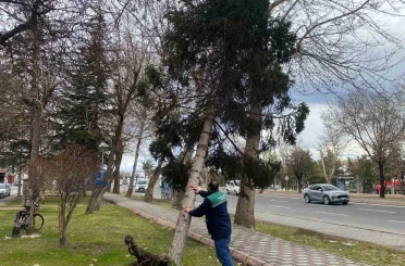 Rüzgardan devrilen ağaçlar temizleniyor 