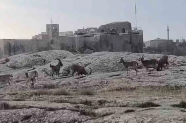 Sabah saatlerinde dağ keçileri sürü halinde ortaya çıktı 