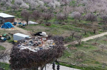 Sadık misafir leylek 10 yıldır yolunu şaşırmıyor 