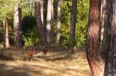 Safranbolu’da anne karaca ve yavruları görüntülendi 