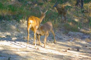 Safranbolu’da boz ayı ve karacalar fotokapana yansıdı 