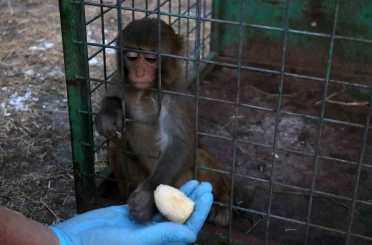 Sahibinin tokatladığı maymun koruma altına alındı 