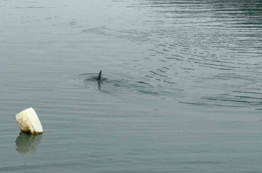 Sahil güvenlikten nefes kesen yunus kurtarma operasyonu 