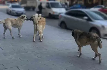 Sahipsiz hayvanlara yönelik denetim yapılacak
