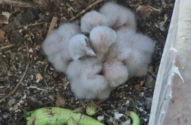 Saksıda yumurtlayan kerkenez 6. kattaki balkonu yaban hayatına çevirdi 