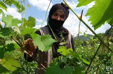 Salamura yaprak dondan etkilenmedi 