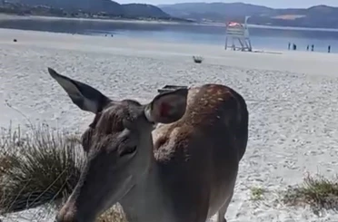 Salda Gölüne inen geyik cep telefonu kamerasına yansıdı 