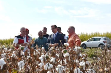 Salihli Ovası’nın ‘Beyaz Altın’ında ilk hasat 