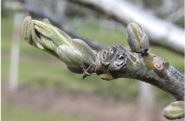 Salihli’de ceviz üreticilerine antraknoz uyarısı 
