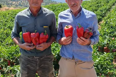Salihli’de kapya biberde hasat zamanı