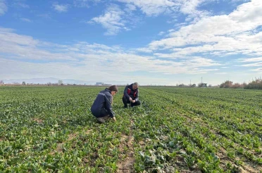 Salihli’de kışlık sebzelerde hastalık ve zararlılara karşı kontroller sürüyor 