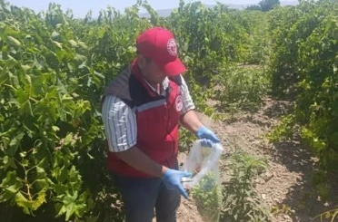 Salihli’de pestisit kalıntısına sıkı denetim 