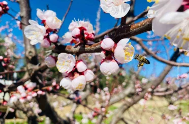 Salihli’de sert çekirdekli meyveler için ‘Monilya’ uyarısı 