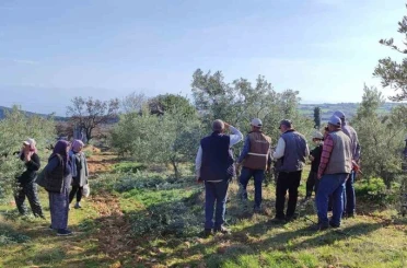 Salihli’de ücretsiz zeytin budama kursu başlıyor 