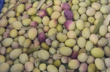 Salihli’de üreticiler zeytin sineğine karşı son kez uyarıldı