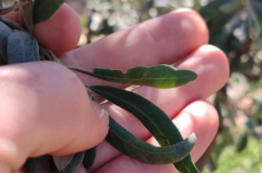 Salihli’de zeytin üreticilerine halkalı leke uyarısı 