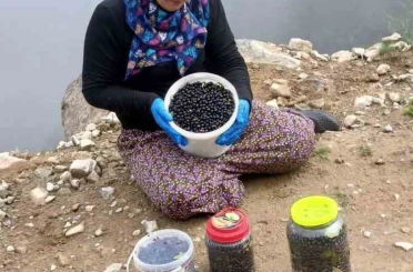 Şalpazarı yaylalarında yaban mersini bereketi 