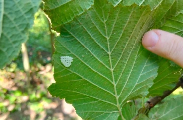 Samsun’da 1 milyonun üzerinde samuray arısı doğaya salındı 