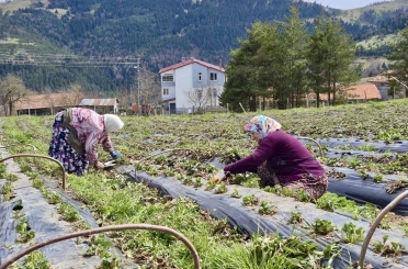 Samsun’da 14 bin 358 üreticiye destek 