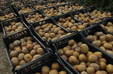 Samsun’da ‘2025 Yılı Kivi Hasat Etkinliği’ 