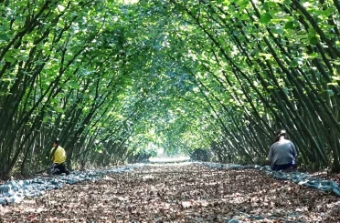 Samsun’da 63 yatırımcıya fındık hasat filesi hibesi