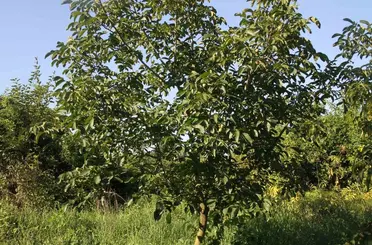 Samsun’da Amerikan tipi ceviz üretiminde artış
