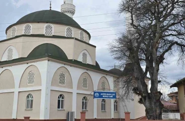 Samsun’da asırlık çitlembik ağacı için ’koruma’ çağrısı 