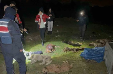 Samsun’da çöp konteynerinde 9 telef olmuş köpek bulundu 