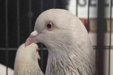 Samsun’da güvercin severler kenetlendi 