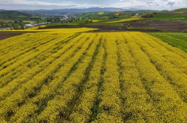 Samsun’da kanola üretimi 47 bin dekara ulaştı: Ekonomiye 350 milyon TL katkı 