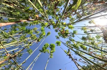 Samsun’da kenevir üretimi için son tarih uyarısı: Başvurular 1 Nisan’da bitiyor 