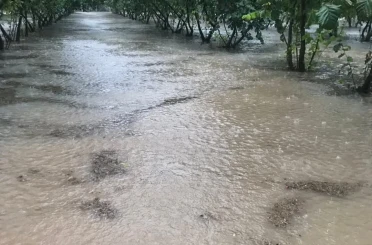 Samsun’da sağanak: Fındık bahçeleri göle döndü 