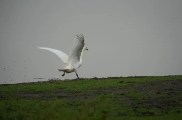 Samsun’da yaban hayatına merhamet eli 