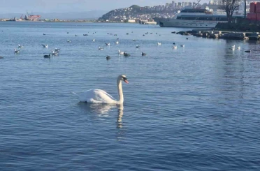 Samsun’da yabani kuşlardan görsel şölen 