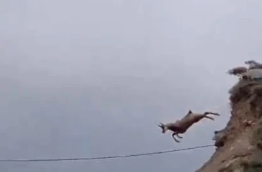 Şamuanın uzun atlayışı kameralara yansıdı 
