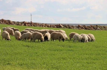 Şanlıurfa’da beyaz örtü yerini yeşil örtüye bıraktı, çiftçi ve besicinin yüzü güldü 