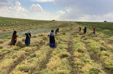 Şanlıurfa’da mercimek hasadı başladı 