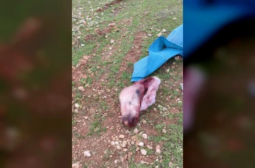 Şanlıurfa’da mide bulandıran görüntüler: Kesilmiş at kafası ve parçaları bulundu 
