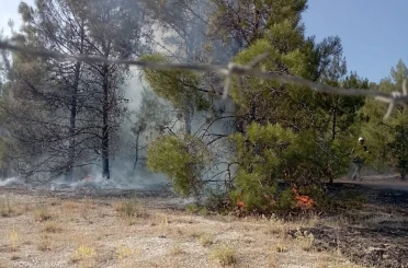 Şanlıurfa’da orman yangını 