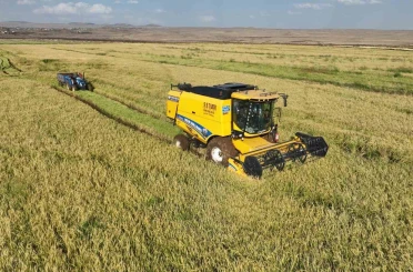 Şanlıurfa’da yetişen Karacadağ pirincinde hasat başladı 