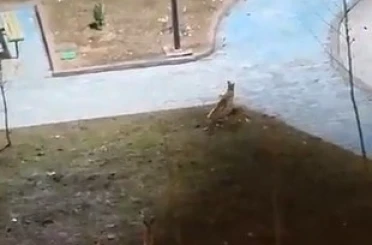 Şanlıurfa’da yiyecek arayan 2 tilki kent merkezine indi 